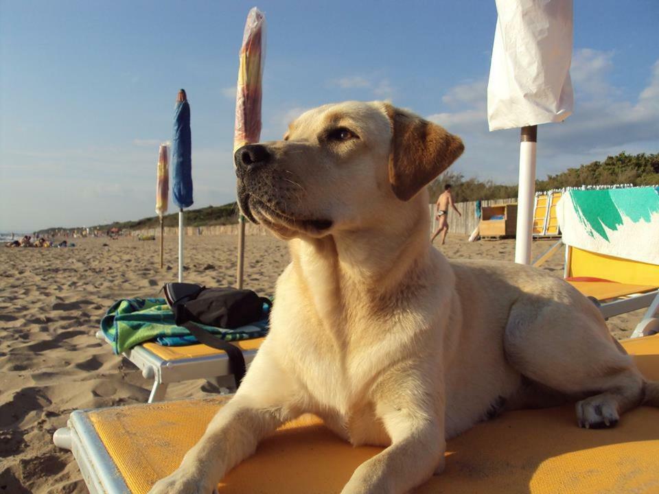Dolce Vita Campiglia Marittima Bagian luar foto