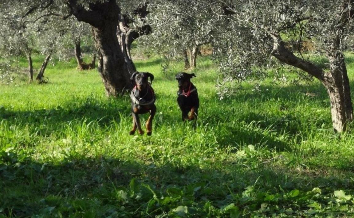 Dolce Vita Campiglia Marittima Bagian luar foto